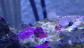 [TodoMarino.com] Que es esto q ha crecido en mi acuario? Expediente x