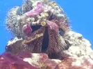 [TodoMarino.com] Nueva llegada de animales