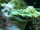[TodoMarino.com] preocupado por euphyllia