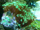 [TodoMarino.com] preocupado por euphyllia