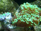 [TodoMarino.com] preocupado por euphyllia