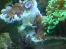 [TodoMarino.com] preocupado por euphyllia