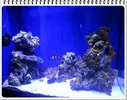 [TodoMarino.com] ORGULLO REEF, como montar un acuario y no morir en el intento.