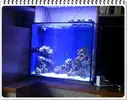 [TodoMarino.com] ORGULLO REEF, como montar un acuario y no morir en el intento.