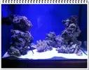 [TodoMarino.com] ORGULLO REEF, como montar un acuario y no morir en el intento.