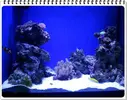 [TodoMarino.com] ORGULLO REEF, como montar un acuario y no morir en el intento.