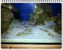 [TodoMarino.com] ORGULLO REEF, como montar un acuario y no morir en el intento.