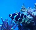 [TodoMarino.com] Joshua Reef
