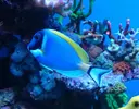 [TodoMarino.com] Joshua Reef