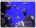 [TodoMarino.com] ORGULLO REEF, como montar un acuario y no morir en el intento.
