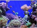 [TodoMarino.com] ORGULLO REEF, como montar un acuario y no morir en el intento.