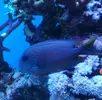 [TodoMarino.com] Joshua Reef