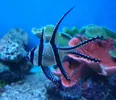 [TodoMarino.com] Joshua Reef