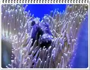 [TodoMarino.com] ORGULLO REEF, como montar un acuario y no morir en el intento.