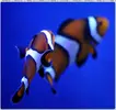 [TodoMarino.com] ORGULLO REEF, como montar un acuario y no morir en el intento.