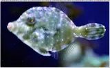 [TodoMarino.com] ORGULLO REEF, como montar un acuario y no morir en el intento.
