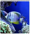 [TodoMarino.com] ORGULLO REEF, como montar un acuario y no morir en el intento.