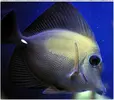 [TodoMarino.com] ORGULLO REEF, como montar un acuario y no morir en el intento.