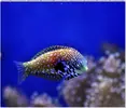 [TodoMarino.com] ORGULLO REEF, como montar un acuario y no morir en el intento.