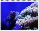 [TodoMarino.com] ORGULLO REEF, como montar un acuario y no morir en el intento.