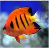 [TodoMarino.com] ORGULLO REEF, como montar un acuario y no morir en el intento.