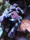 [TodoMarino.com] ♧♣《《Sharpei reef》》♣♧