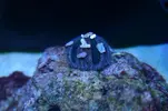 [TodoMarino.com] Cambio mespilia globulus y euphillia cristata amarilla fluor rara (sevilla, cadiz)