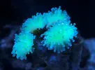 [TodoMarino.com] Cambio mespilia globulus y euphillia cristata amarilla fluor rara (sevilla, cadiz)