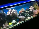 [TodoMarino.com] 4 rocas vivas con corales
