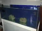 [TodoMarino.com] Mi nuevo acuario 325l.