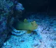 [TodoMarino.com] Joshua Reef