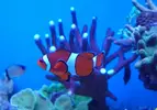 [TodoMarino.com] Joshua Reef