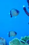 [TodoMarino.com] Joshua Reef