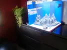 [TodoMarino.com] Acuario Marino 91 litros - Primeros pasos