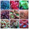 [TodoMarino.com] NUEVOS CORALES, ¡"coralea" tu acuario!
