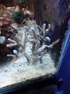 [TodoMarino.com] Regalo trozo de Monti digitata marron, fuengirola.
