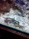[TodoMarino.com] Regalo trozo de Monti digitata marron, fuengirola.