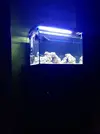 [TodoMarino.com] Mi Proyecto Nano Reef