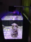 [TodoMarino.com] Mi Proyecto Nano Reef
