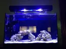 [TodoMarino.com] Mi Proyecto Nano Reef