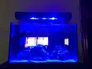 [TodoMarino.com] Mi Proyecto Nano Reef