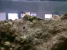[TodoMarino.com] ¿Huevos de Coral?