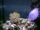 [TodoMarino.com] ¿Huevos de Coral?