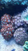 [TodoMarino.com] chiflados por los zoanthus Cambio de zoos