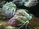 [TodoMarino.com] Misión rescate: Camarones del mercado al acuario