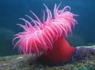 [TodoMarino.com] Misión rescate: Camarones del mercado al acuario