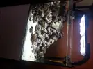 [TodoMarino.com] Nuevo en este mundo de los acuarios Marinos