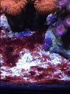 [TodoMarino.com] Cianobacteria roja