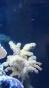 [TodoMarino.com] Raro, raro, raro... Caliendrum con pompas...