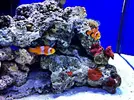 [TodoMarino.com] Acuario Marino 91 litros - Primeros pasos
